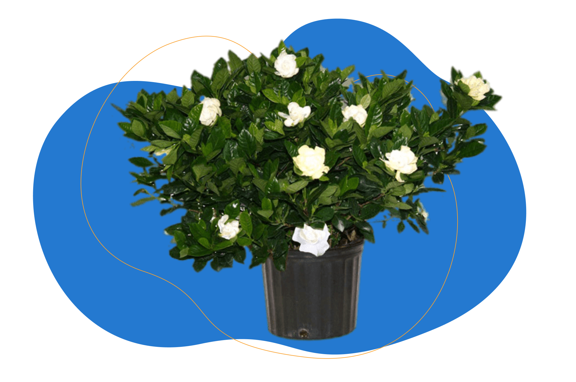gardenia